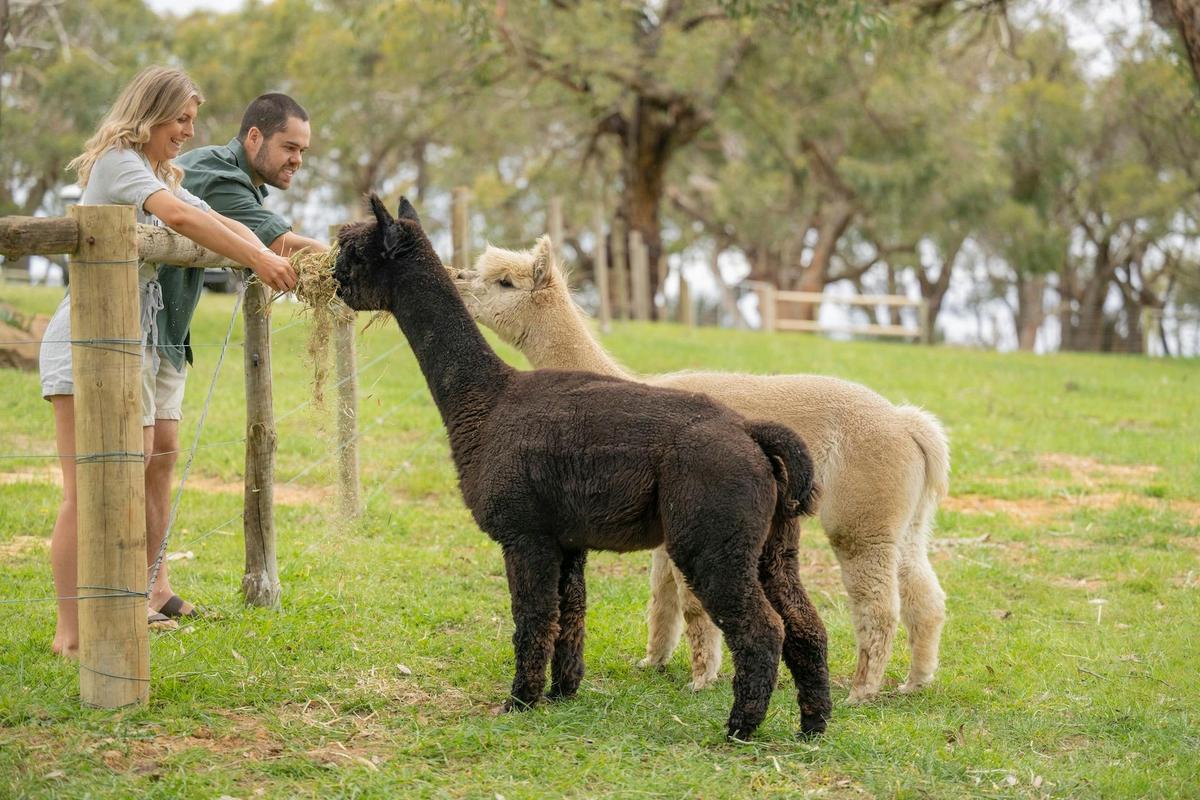 Feed the friendly alpacas