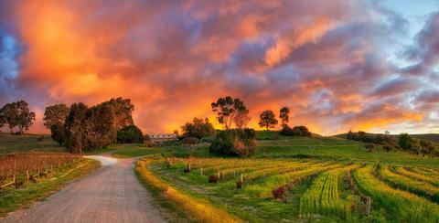 Bethany Wines