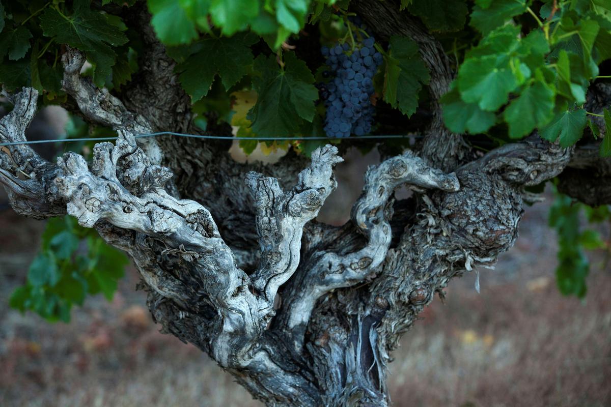 Bethany Old Vine Grenache