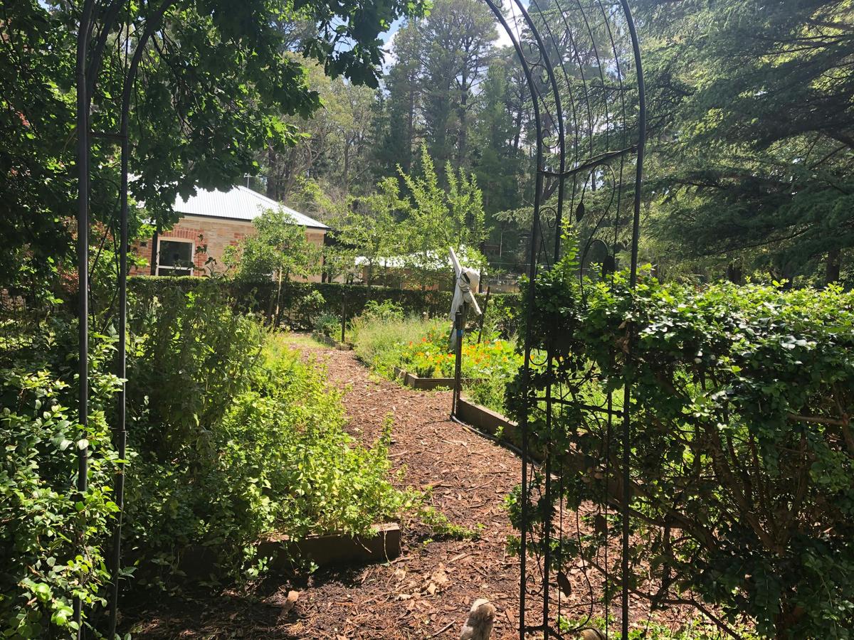 Vege patch by chook shed