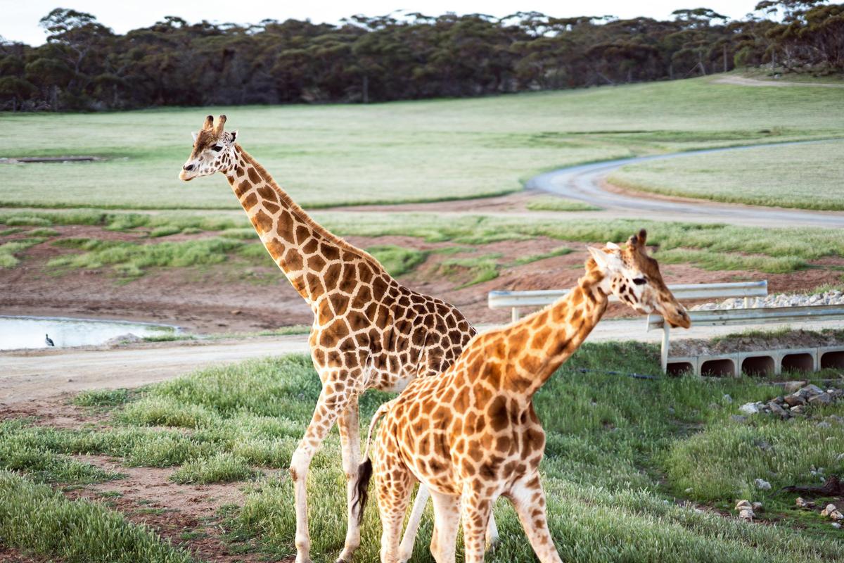 3 Day | Grapes for Good - E-Cycling Safari & Wine Experience