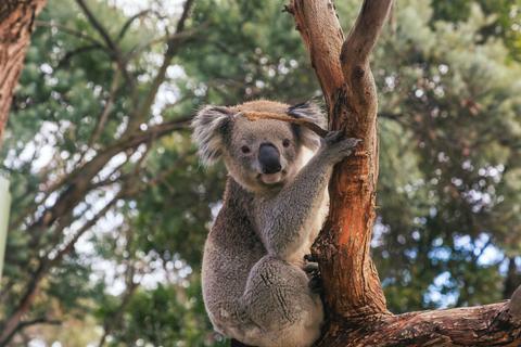 Mt Lofty E-Wheels & Wildlife tour