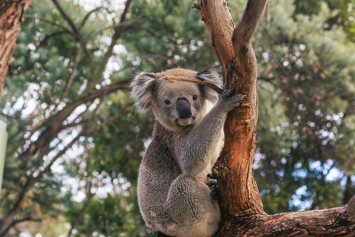 Mt Lofty E-Wheels & Wildlife tour