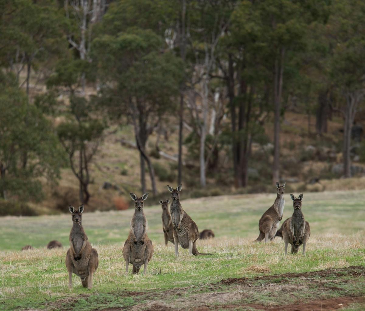 Mt Lofty E-Wheels & Wildlife tour