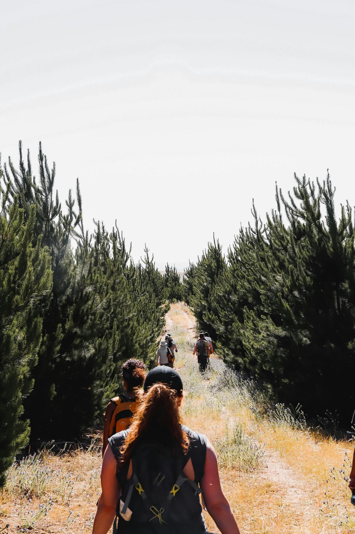 Barossa Hikes