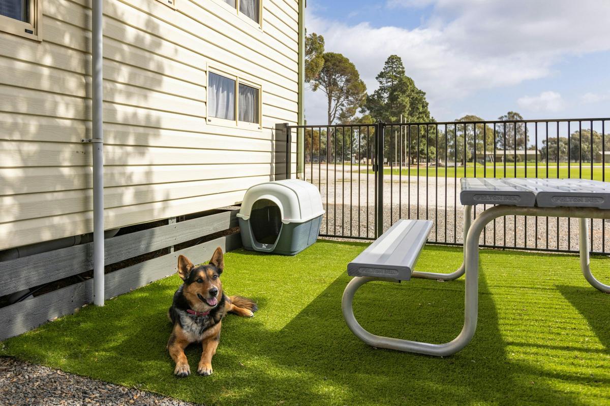 Chardonnay Pet Friendly