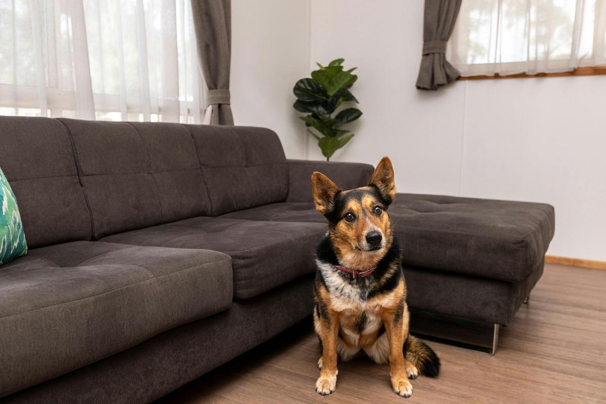 Chardonnay Pet Friendly