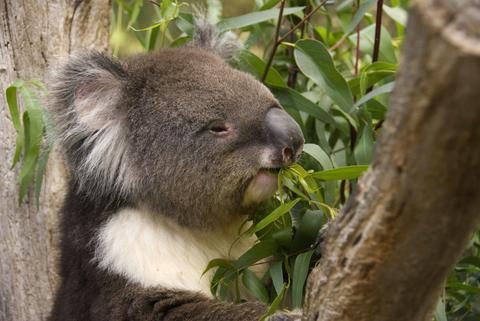 Adelaide Gems Tour