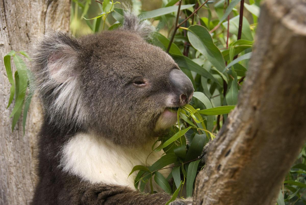 Adelaide Gems Tour