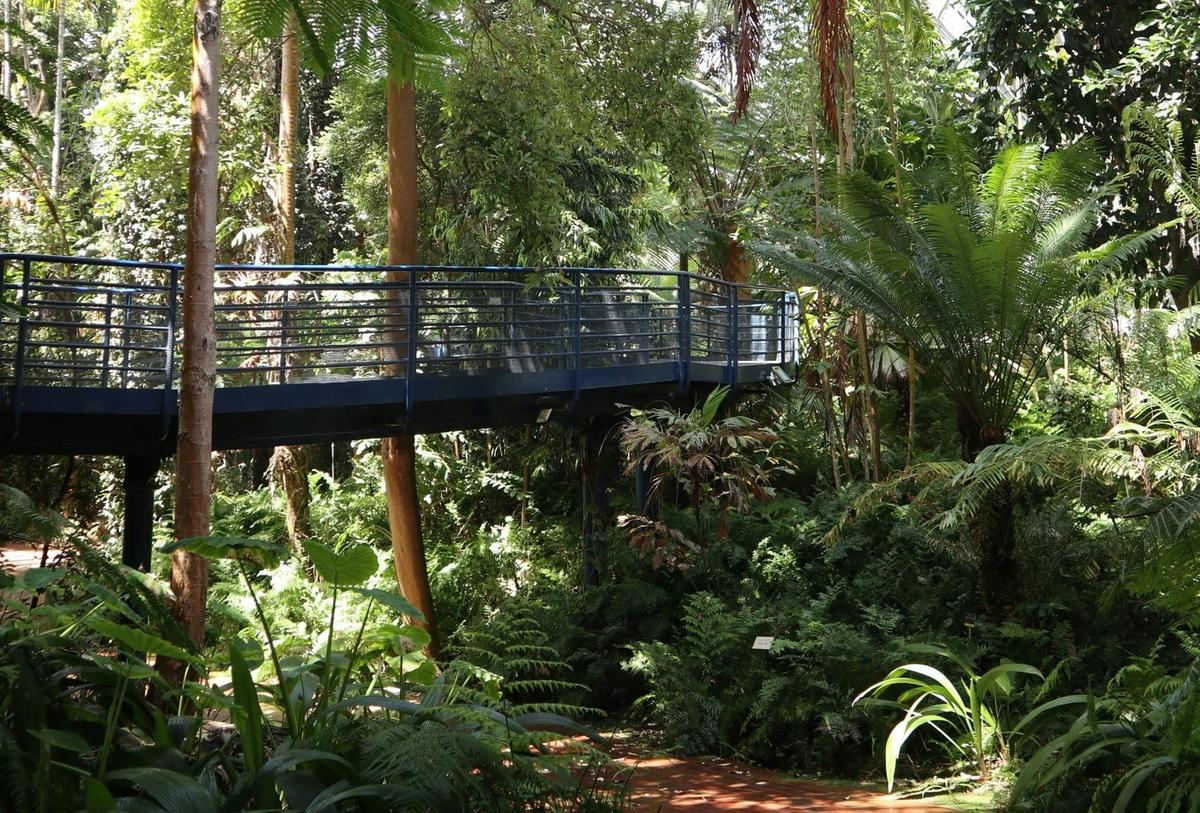 Wander amongst rainforest trees