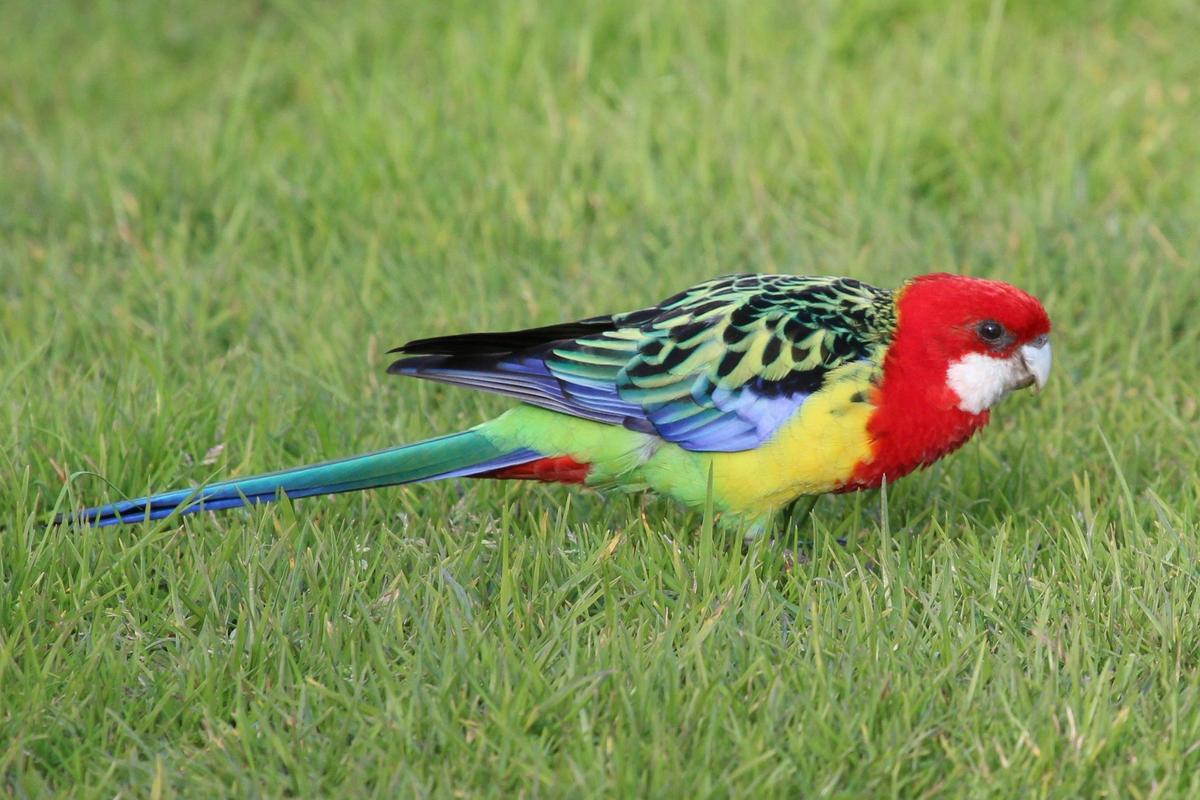 Eastern Rosella