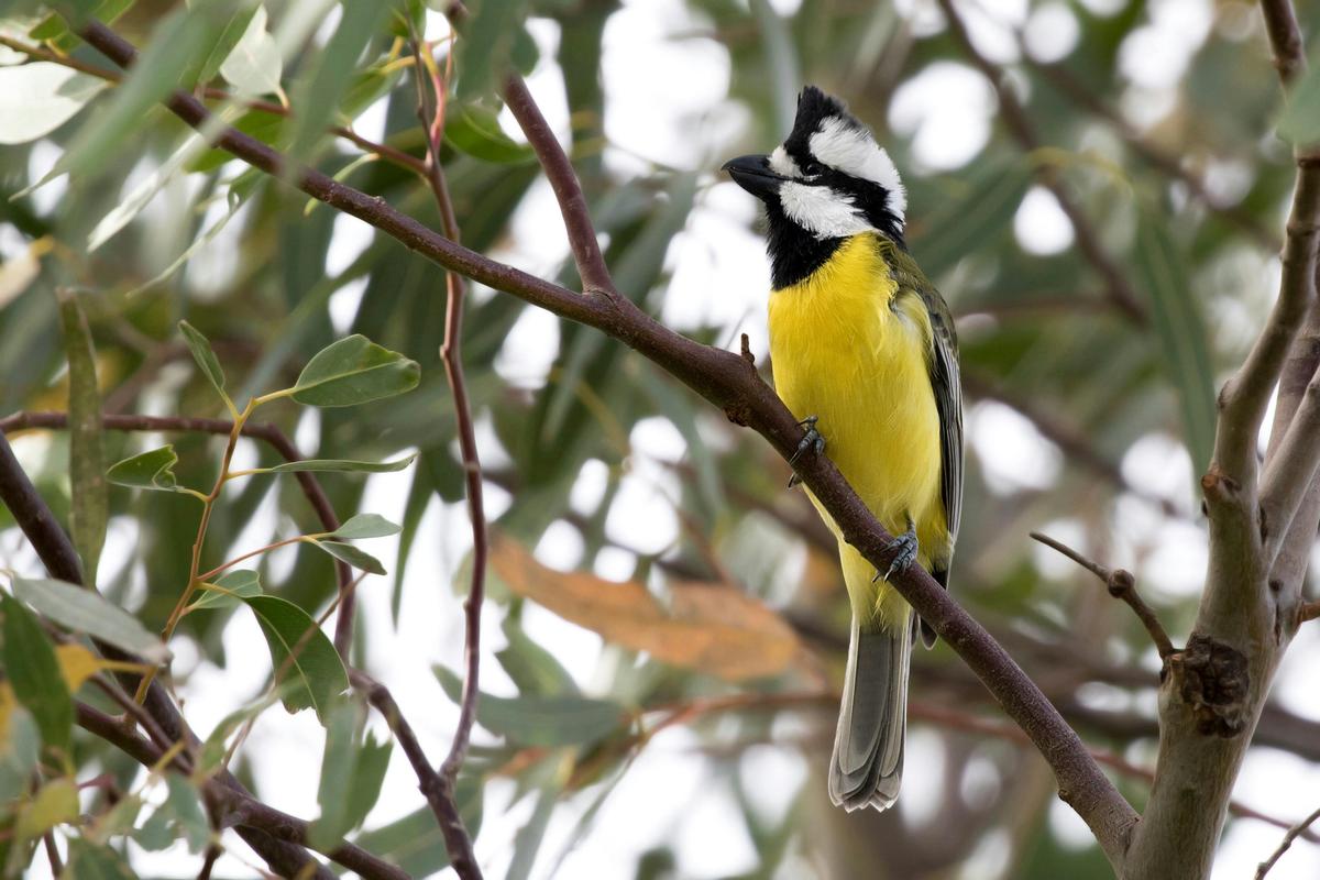 Crested Shriketit