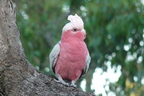 Bird Tours SA