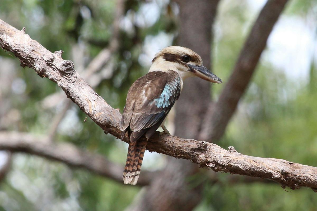 Laughing Kookaburra
