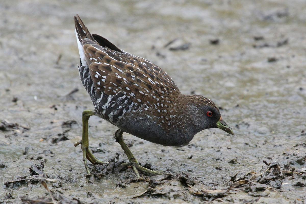 Australian Spotted Crake