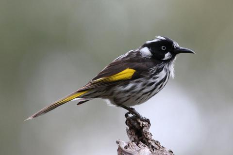 Bird Tours SA Half Day Tour