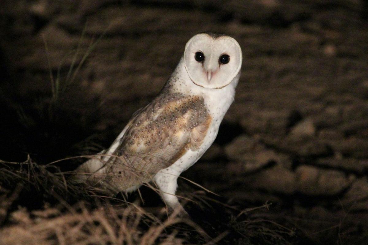 Barn Owl
