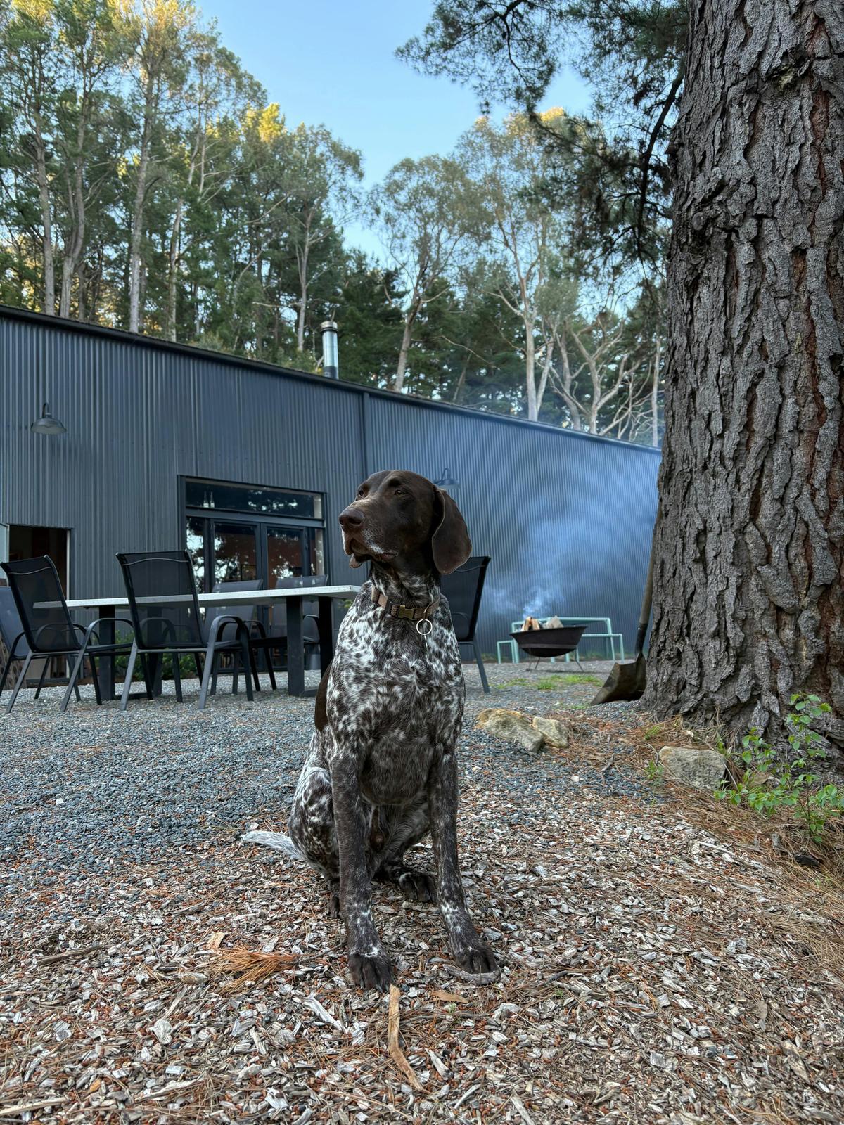 Bosco