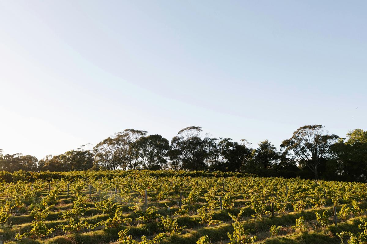 Bondar Wines bush vine grenache