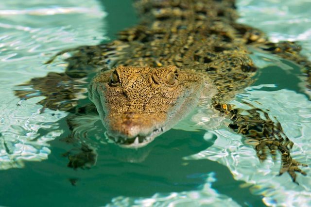 Steve McEwan's Reptile World