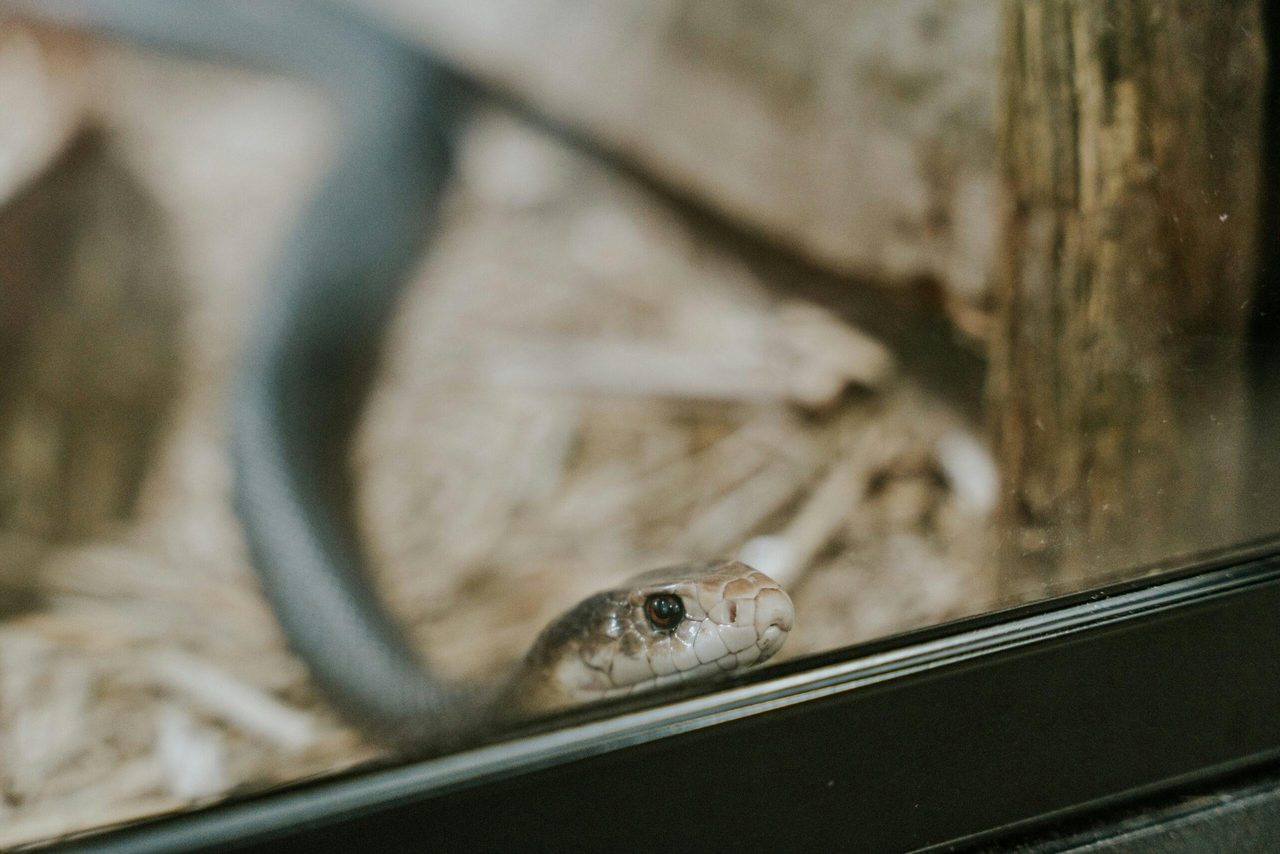 Reptile World