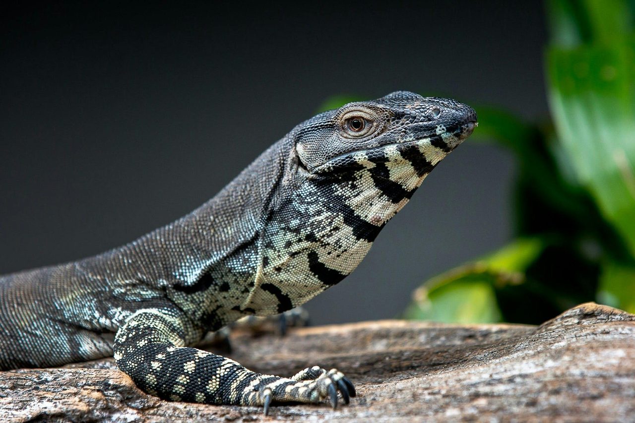 Reptile World
