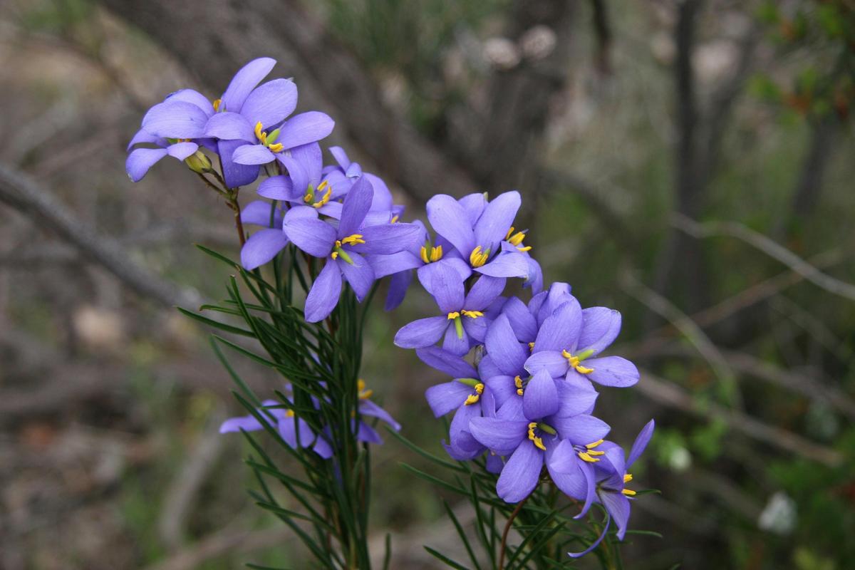 black hill conservation park