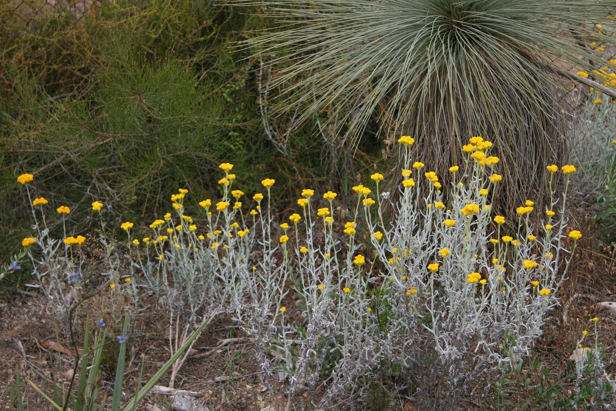 black hill conservation park
