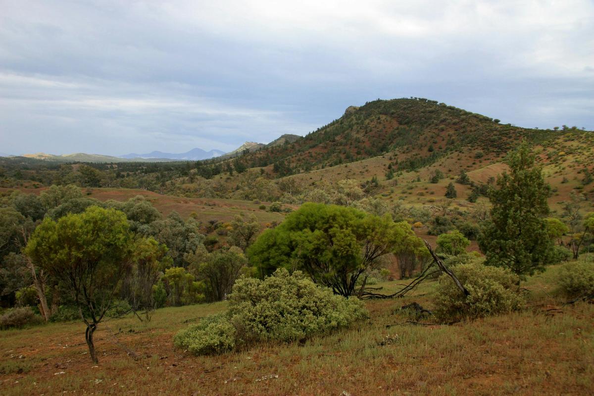 Brachina Gorge