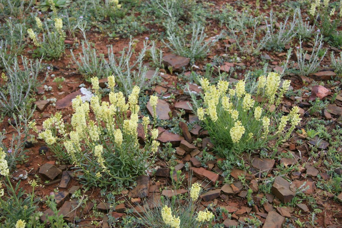 native flowers after rain at brachina gorge