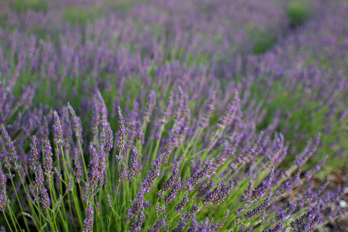 lavender in flower jan 2019