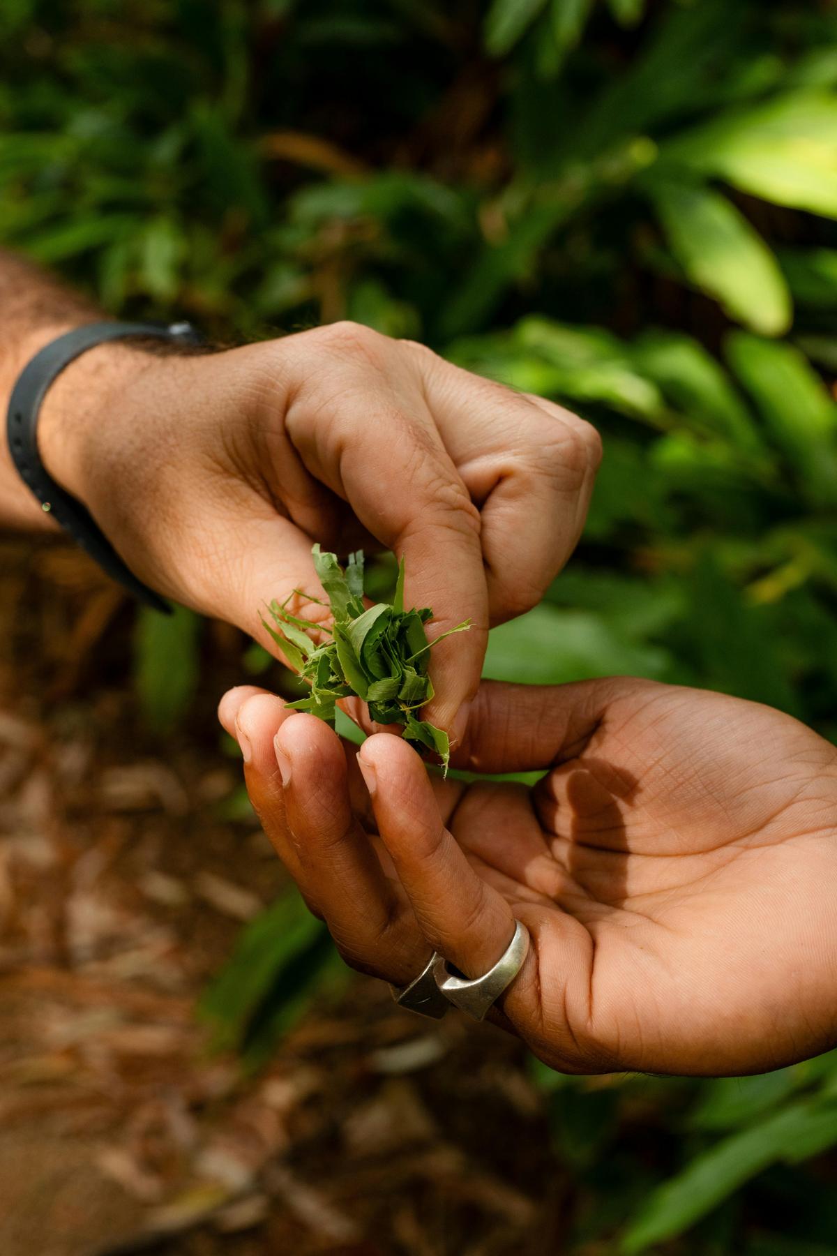 Botanical Gardens Native Plants and Social History Tour