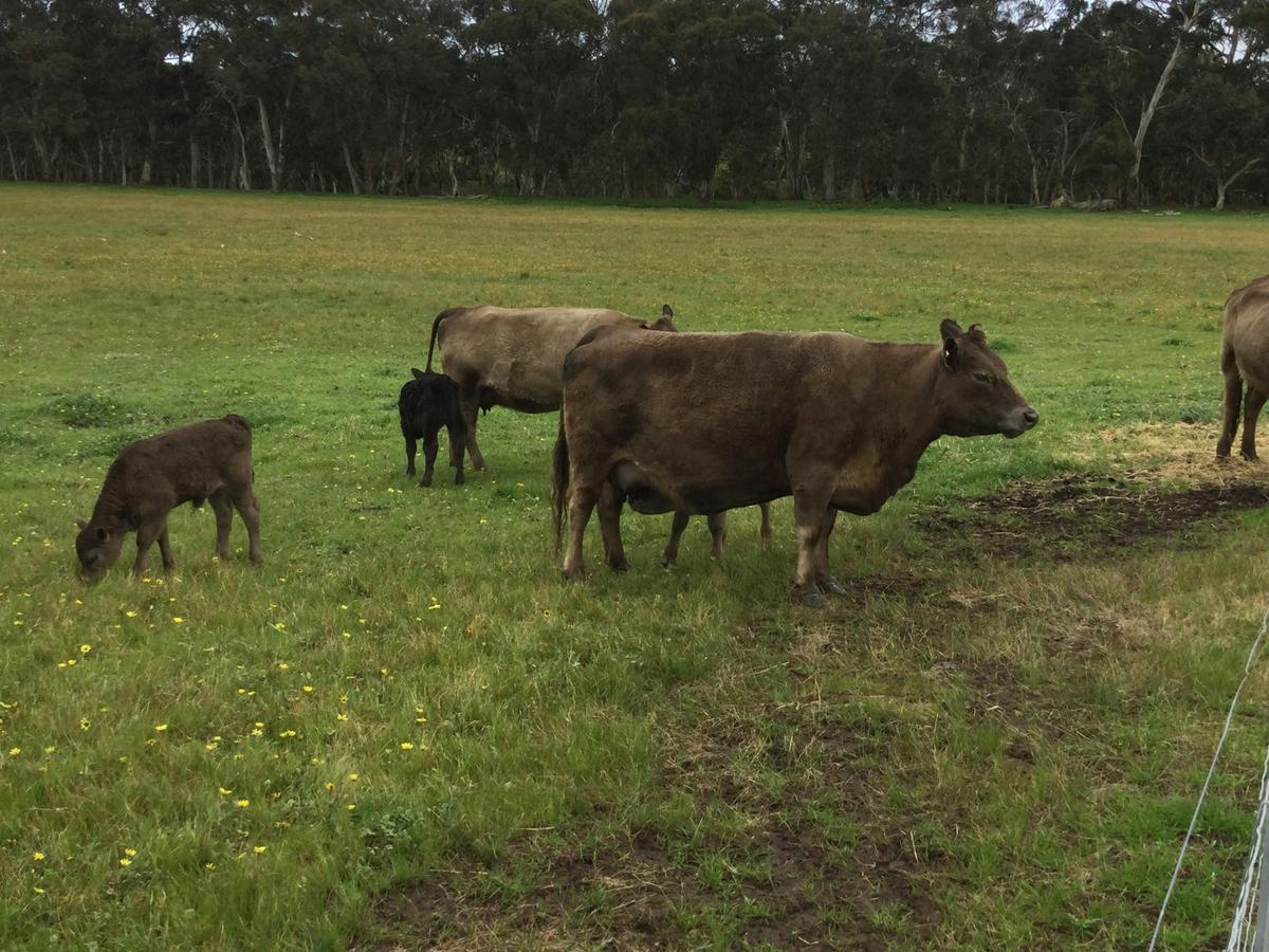 Moo Cows