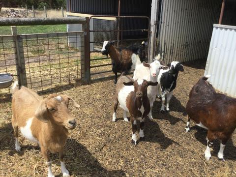 Breakaway Farmstay