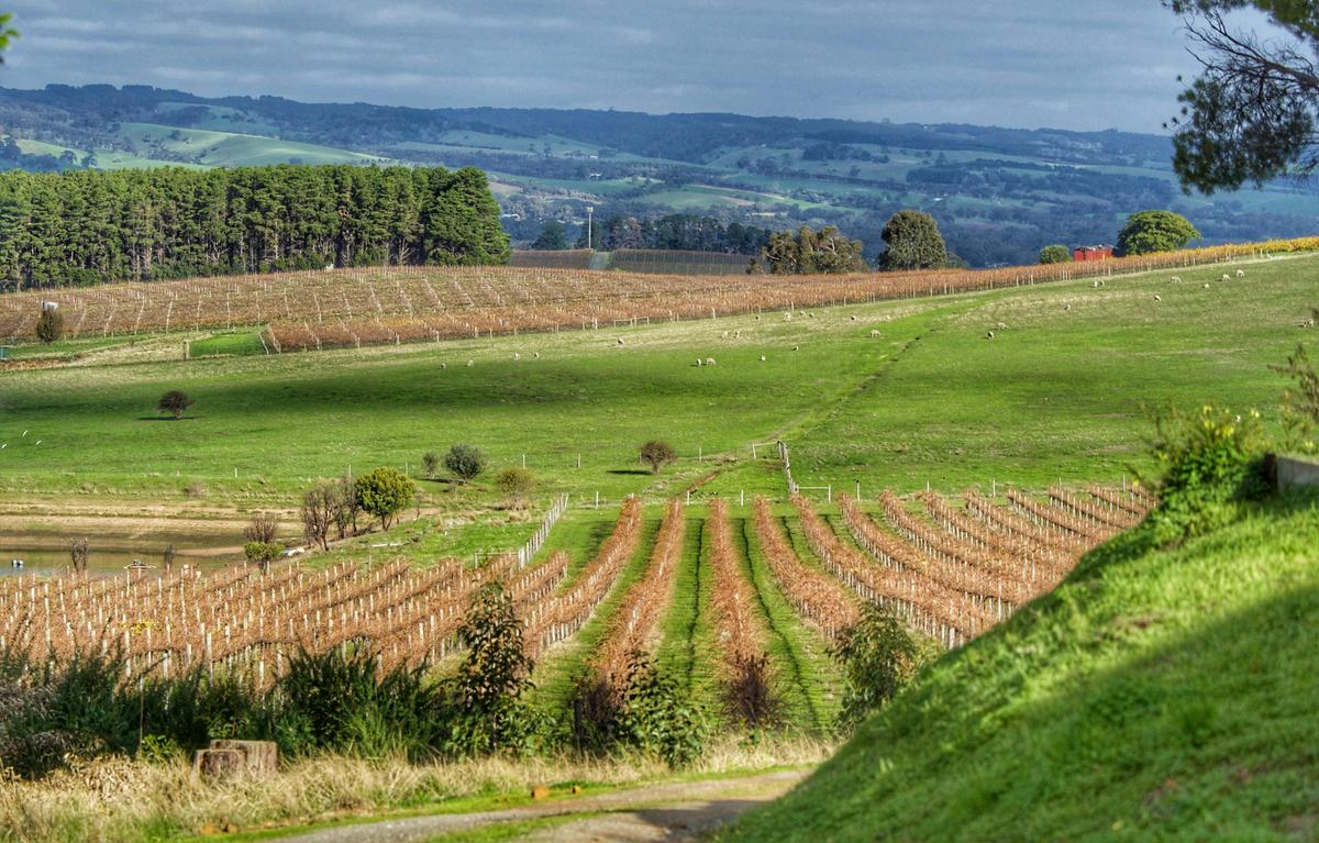 Organic Vineyard