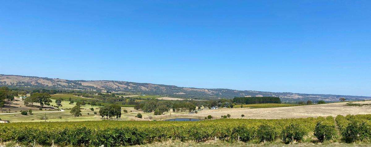 Vineyard