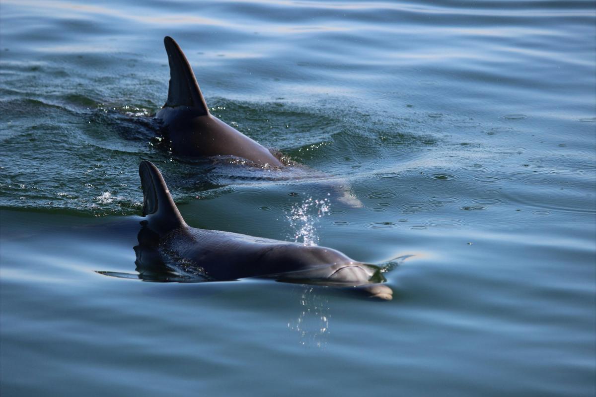 Adelaide Dolphin Sanctuary