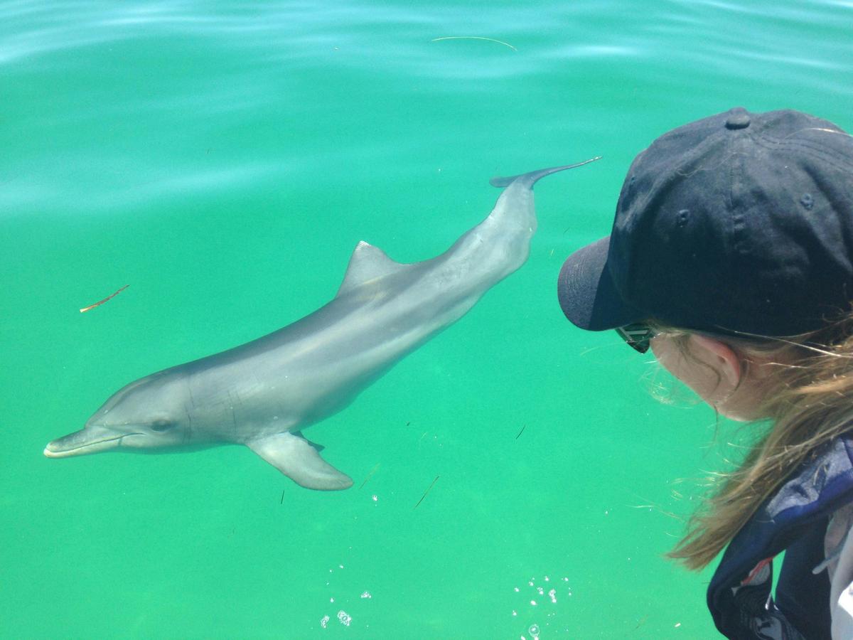 Watching a dolphin in Adelaide Dolphin Sanctuary
