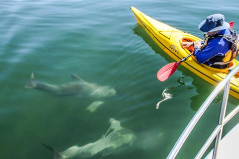 Adelaide Dolphin Sanctuary