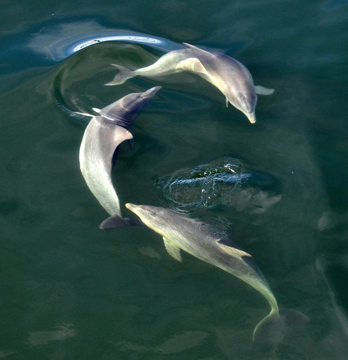 Three dolphins in Adelaide Dolphin Sanctuary