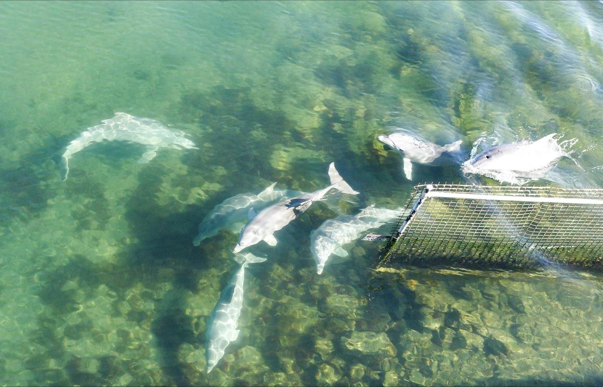 adelaide dolphin sanctuary