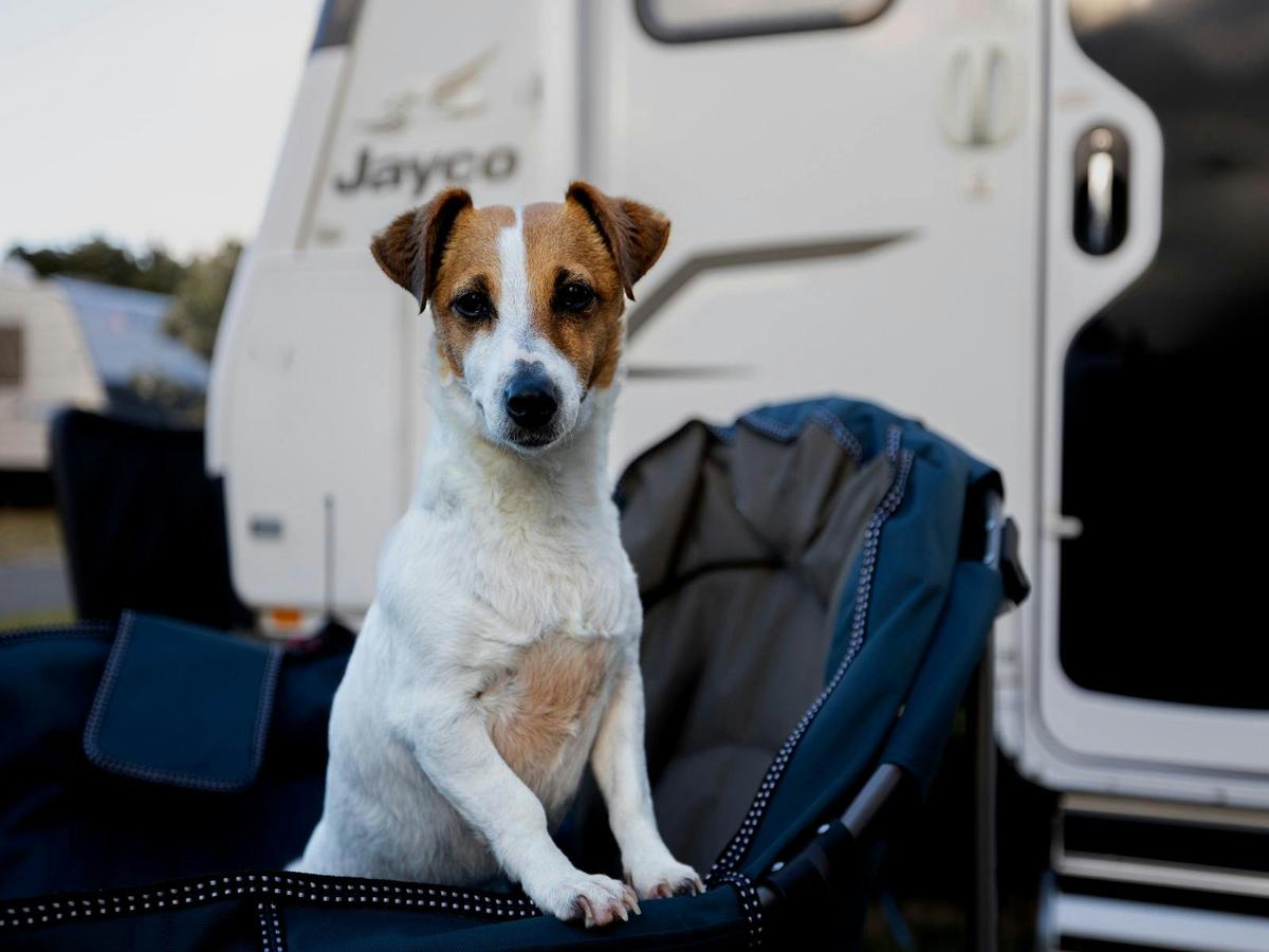 dog-friendly
