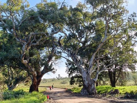 7-Day Flinders Ranges, Outback and Clare Valley E-Bike Tour