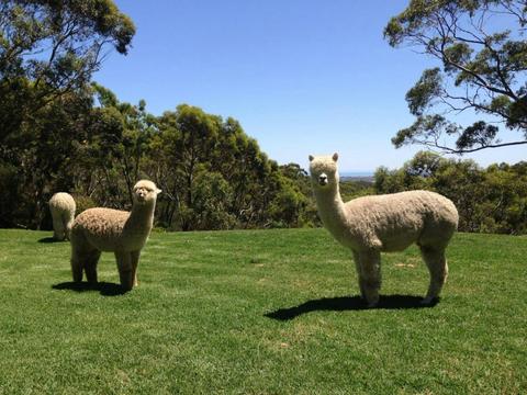 On Farm Alpaca Experience