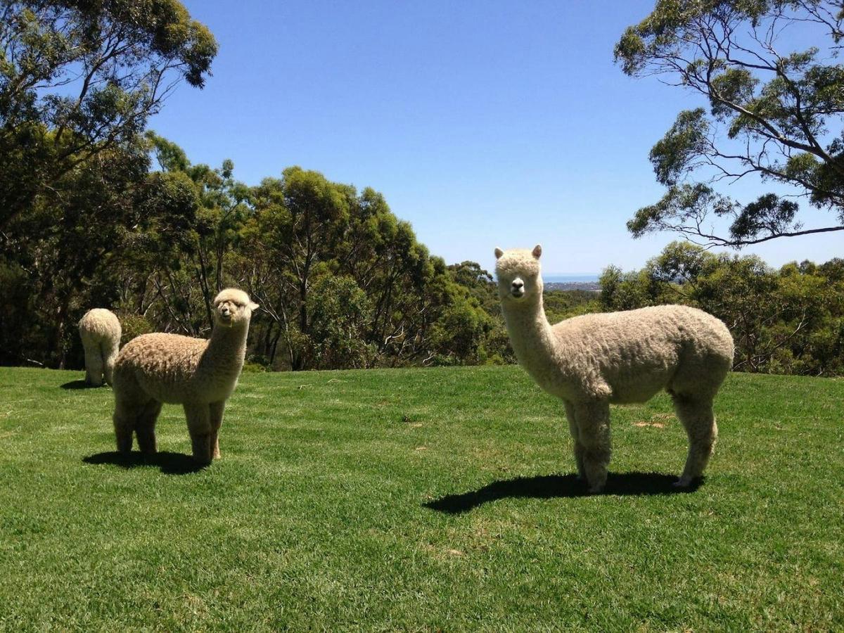 On Farm Alpaca Experience