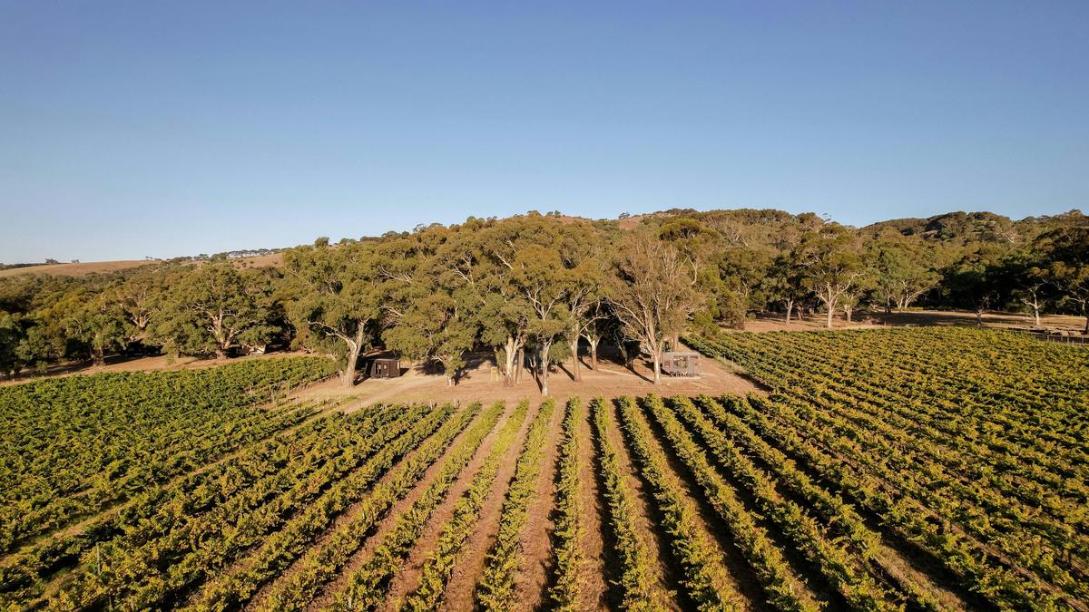 Vineyards and CABN Jude and Georgia, McLaren Vale