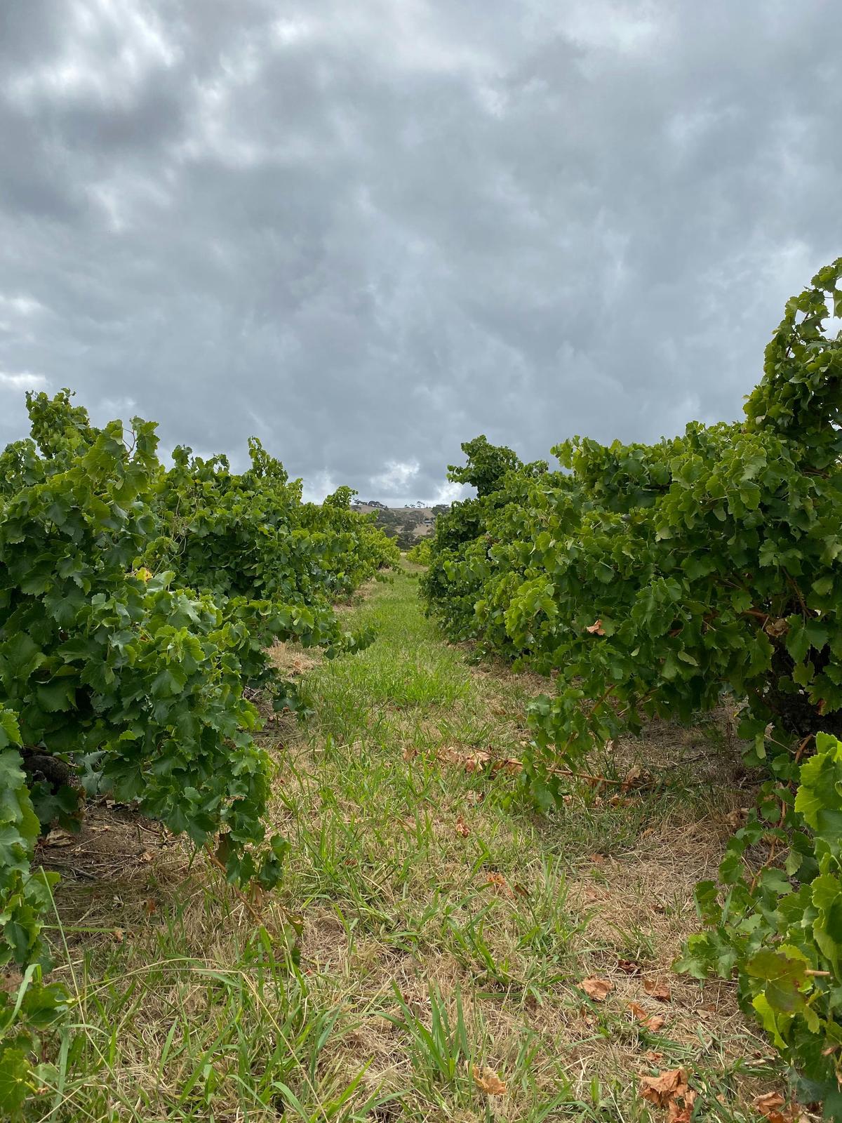 Clare Valley Private or Join Group Tour