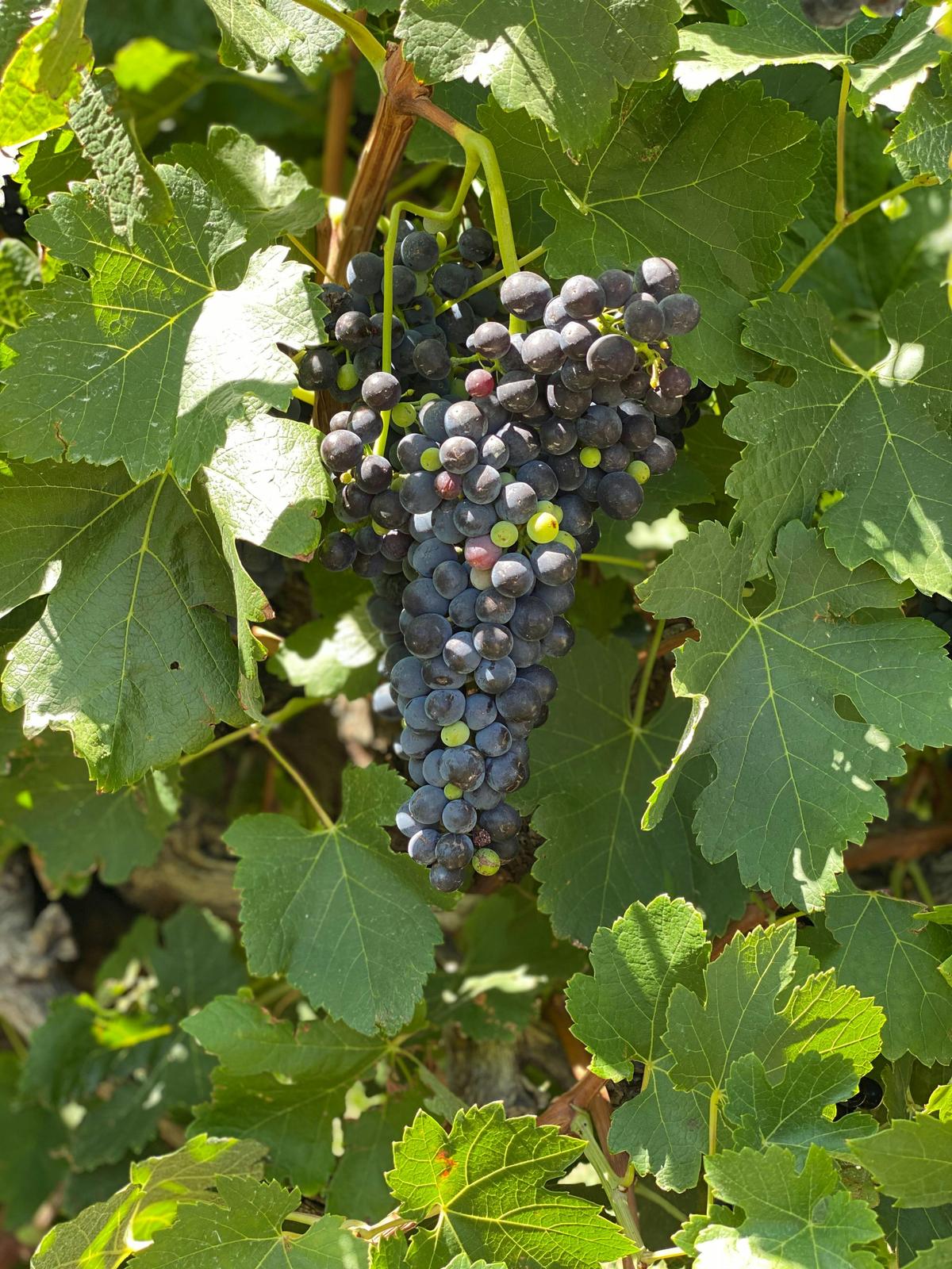 Clare Valley Private or Join Group Tour