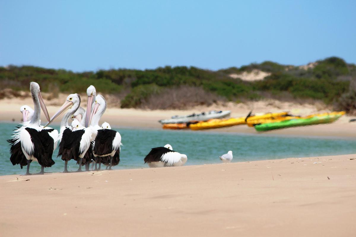 Canoe the Coorong - Full Day Coorong Tour