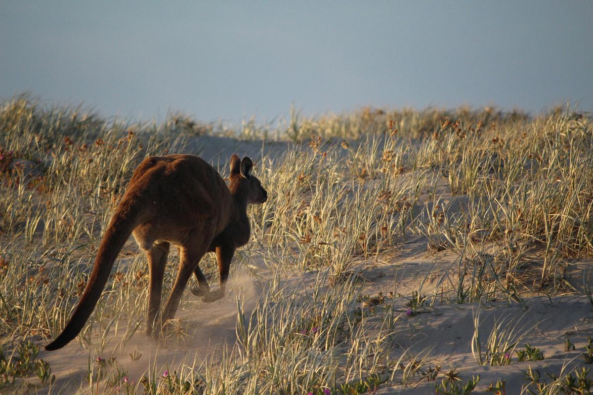Canoe the Coorong - Full Day Coorong Tour